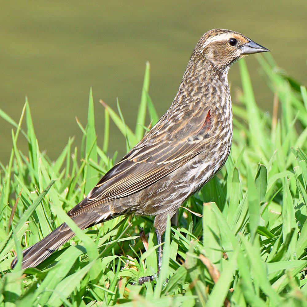 Blackbird3.jpg
