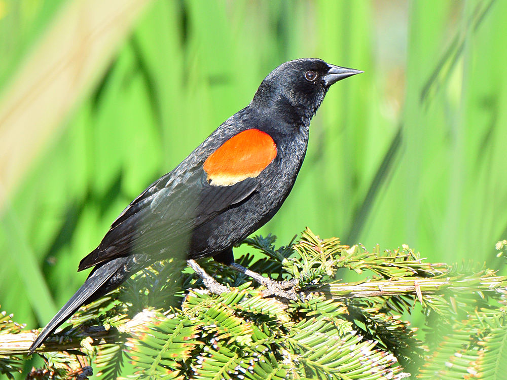 Blackbird3.jpg