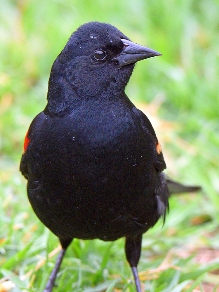 Blackbird3.jpg
