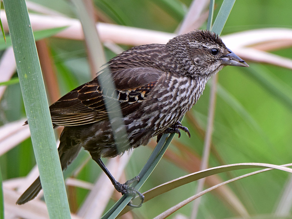 Blackbird3.jpg