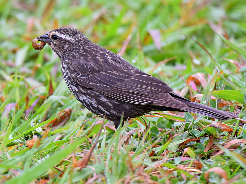 Blackbird3.jpg