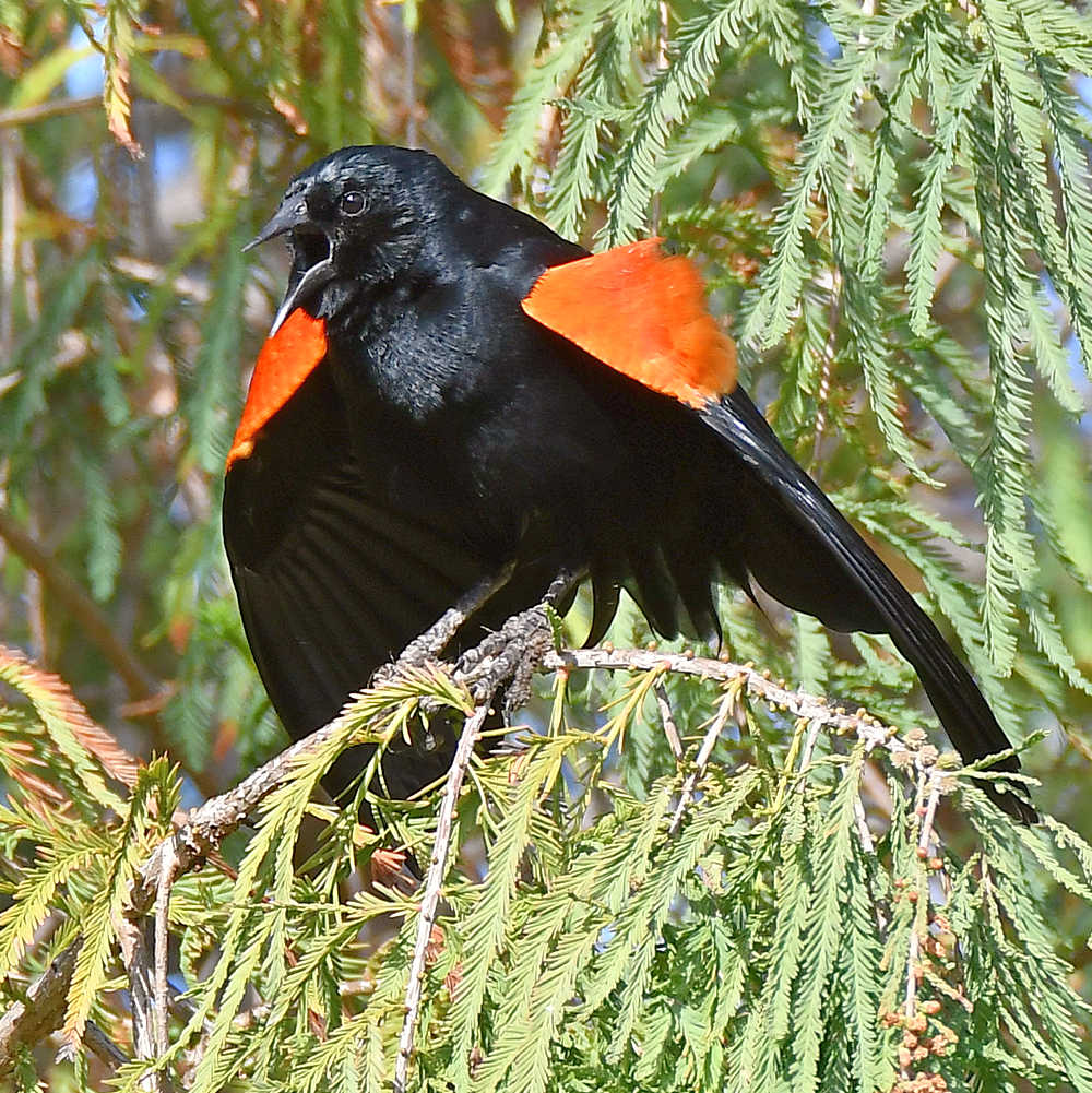 Blackbird3.jpg