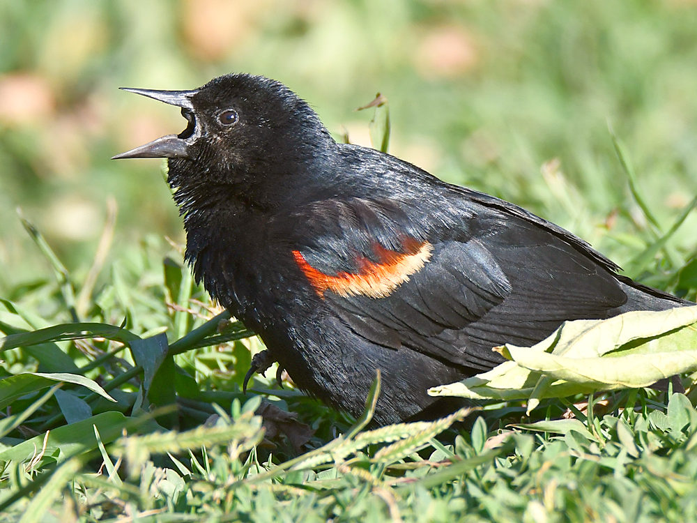 Blackbird3.jpg