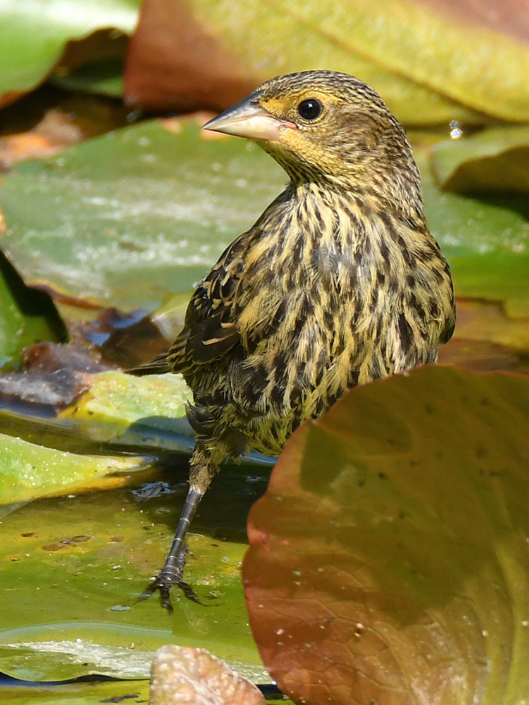Blackbird3.jpg