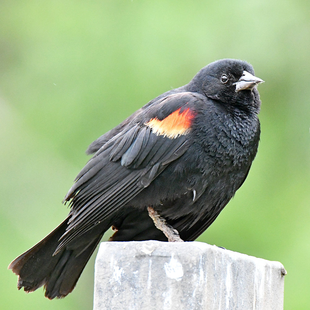 Blackbird3.jpg
