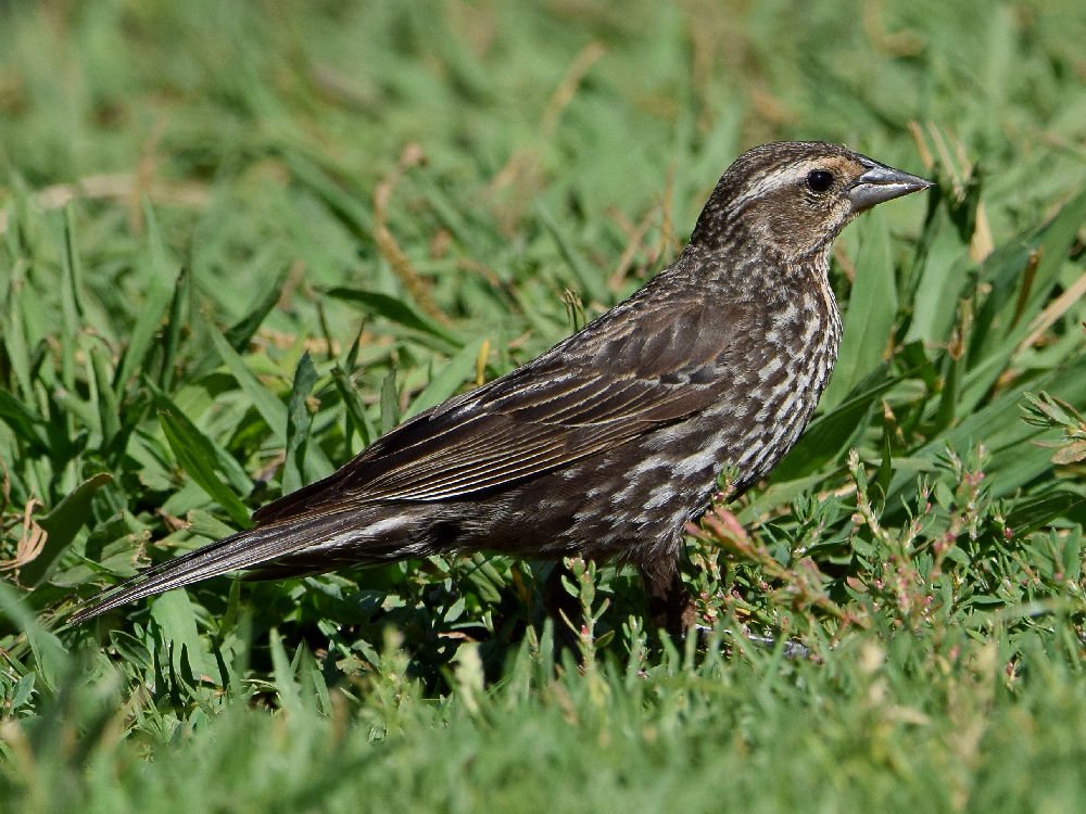 Blackbird3.jpg