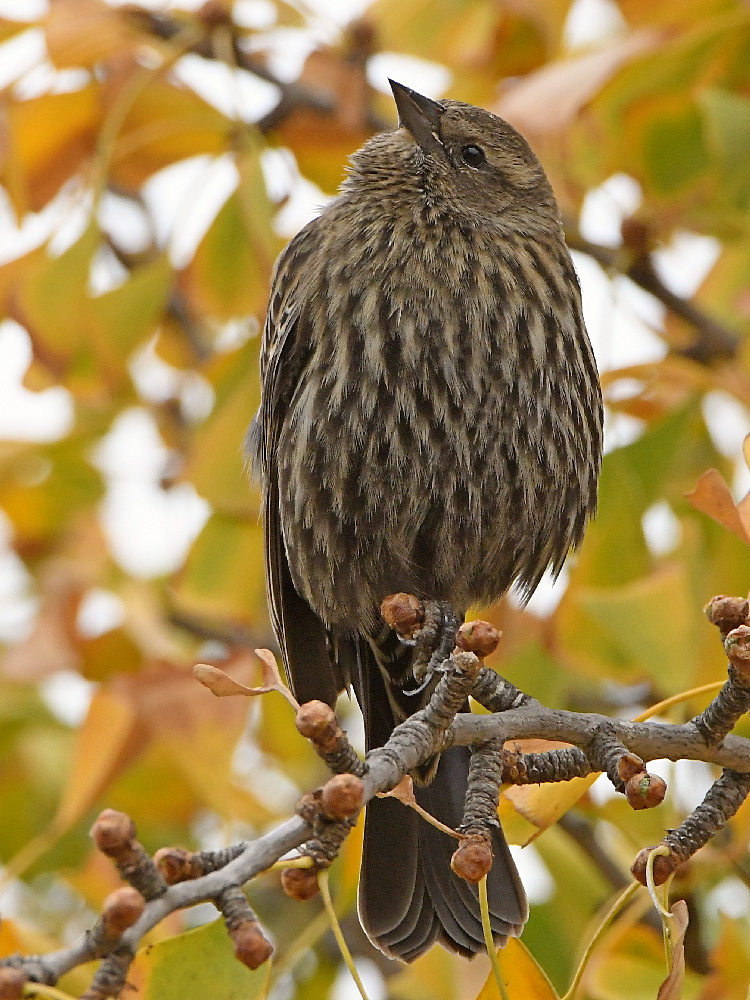 Blackbird3.jpg