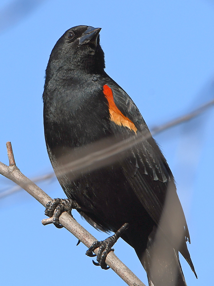 Blackbird3.jpg