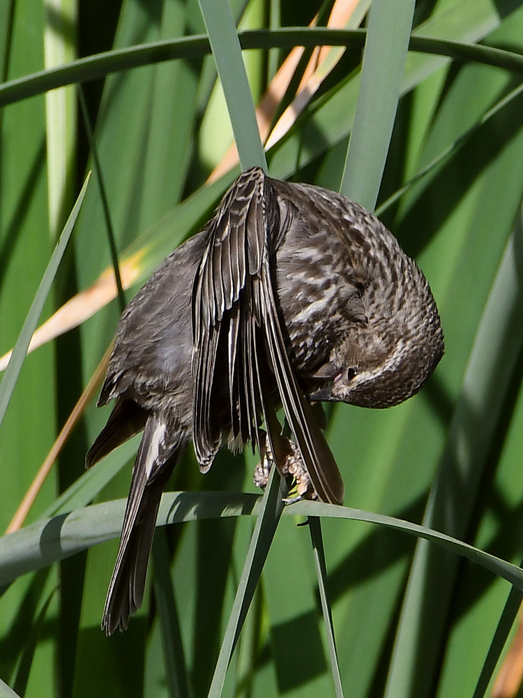 Blackbird3.jpg