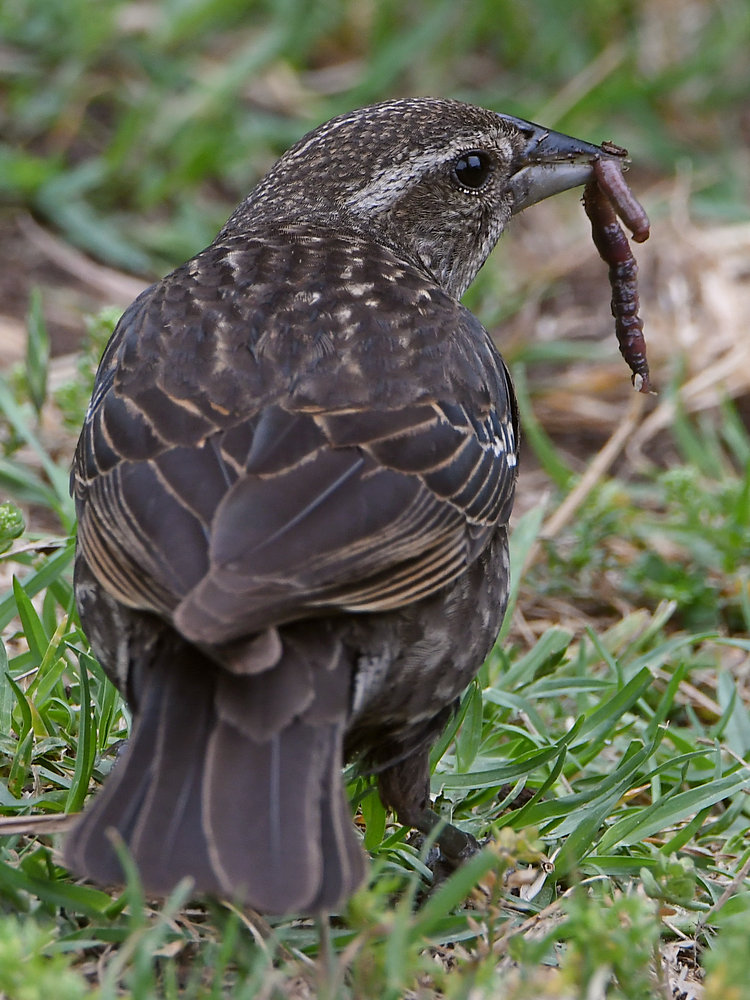 Blackbird3.jpg