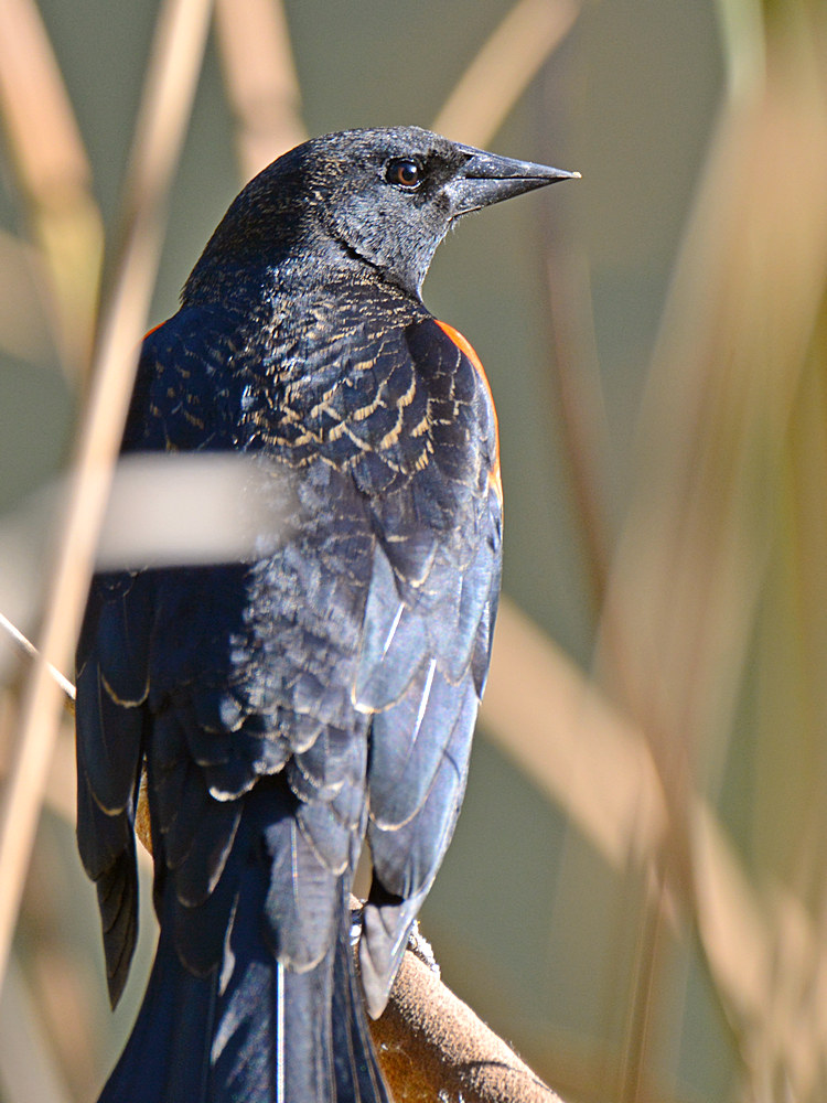 Blackbird4.jpg