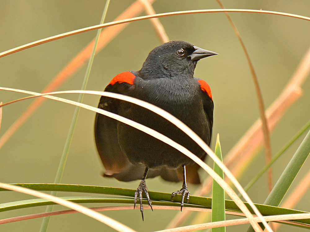 Blackbird4.jpg