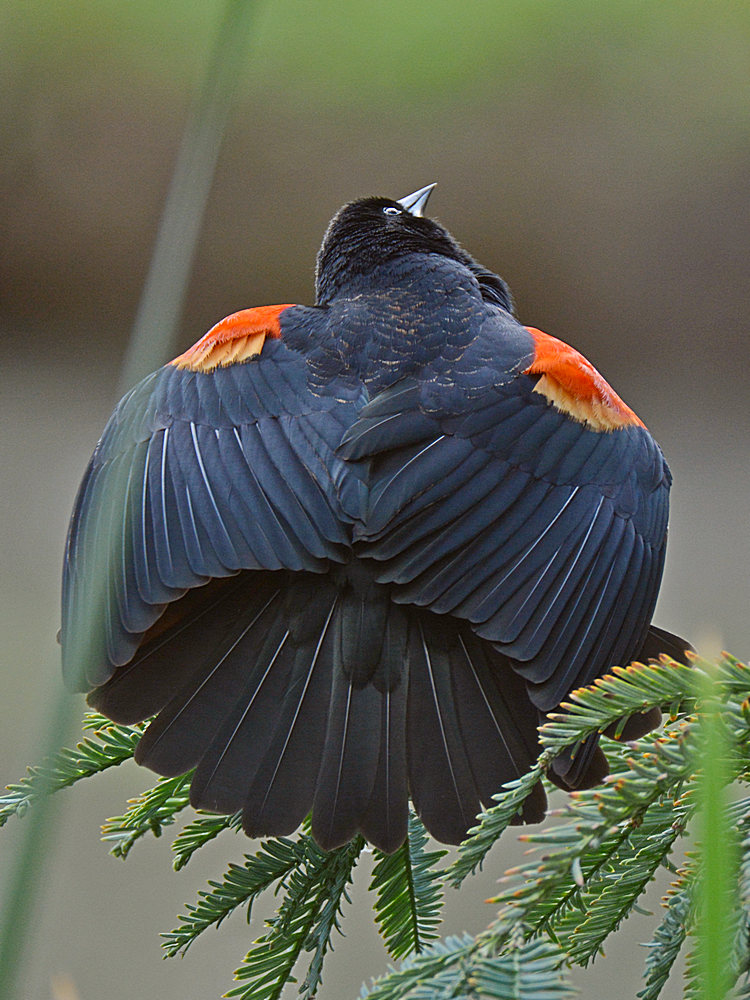 Blackbird4.jpg