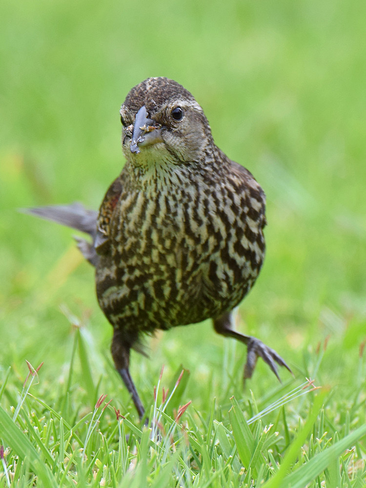 Blackbird4.jpg