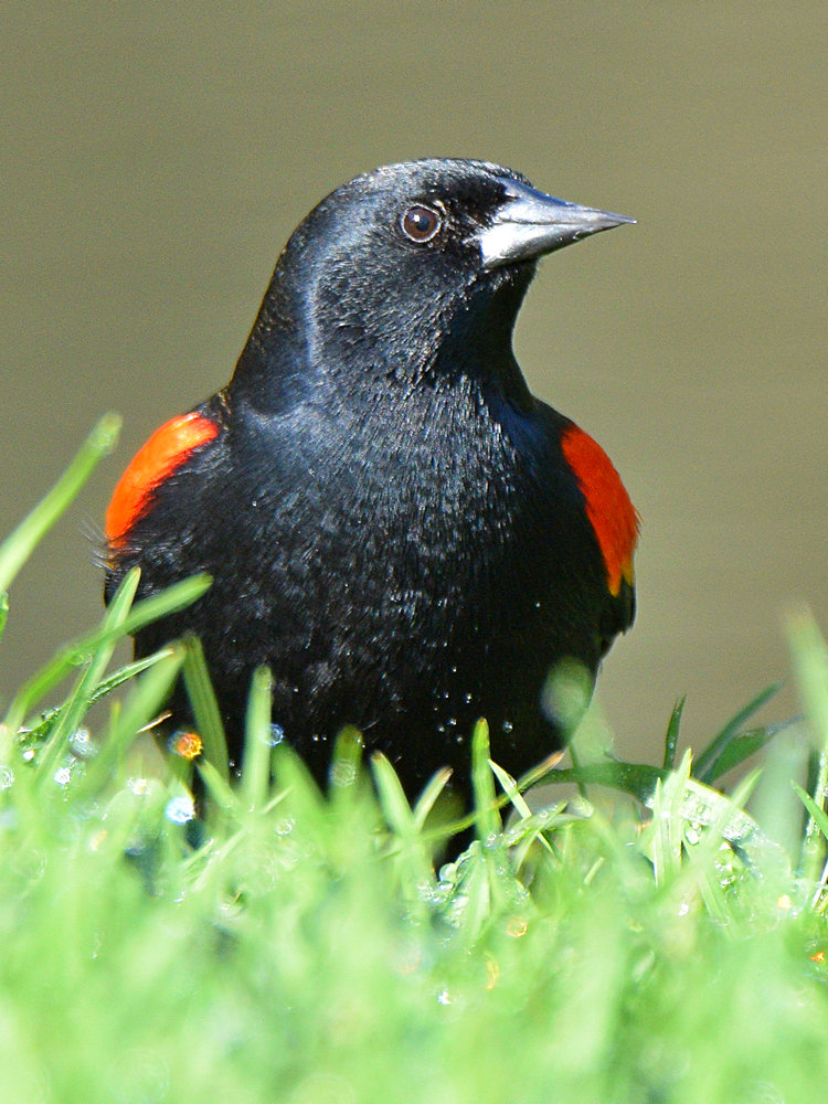 Blackbird4.jpg