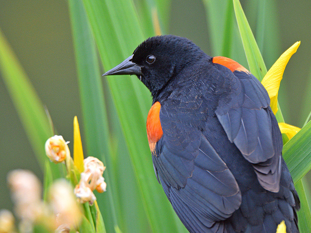 Blackbird4.jpg