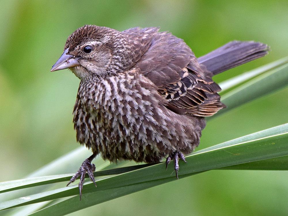 Blackbird4.jpg