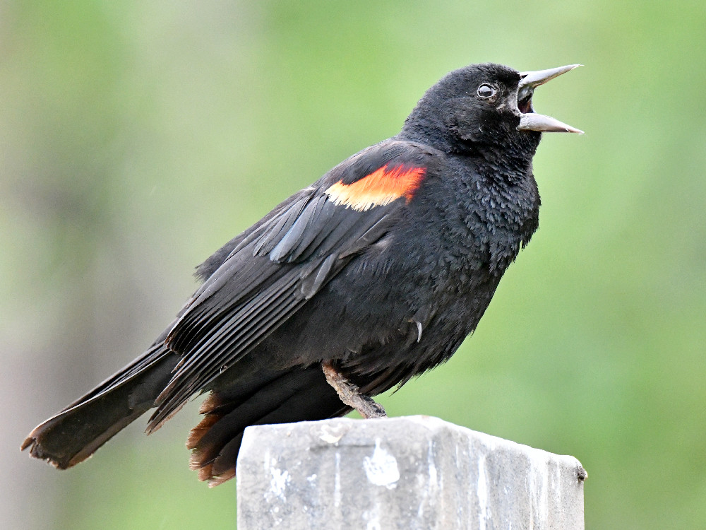 Blackbird4.jpg