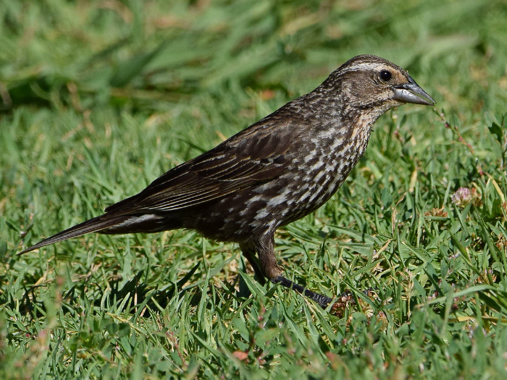 Blackbird4.jpg