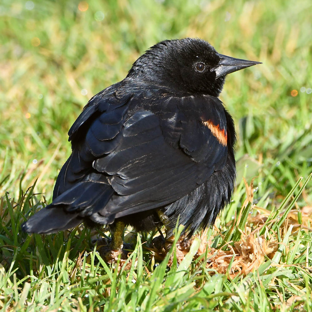 Blackbird4.jpg