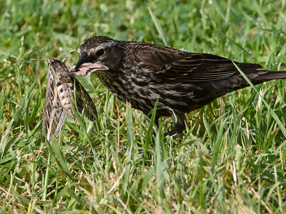 Blackbird4.jpg