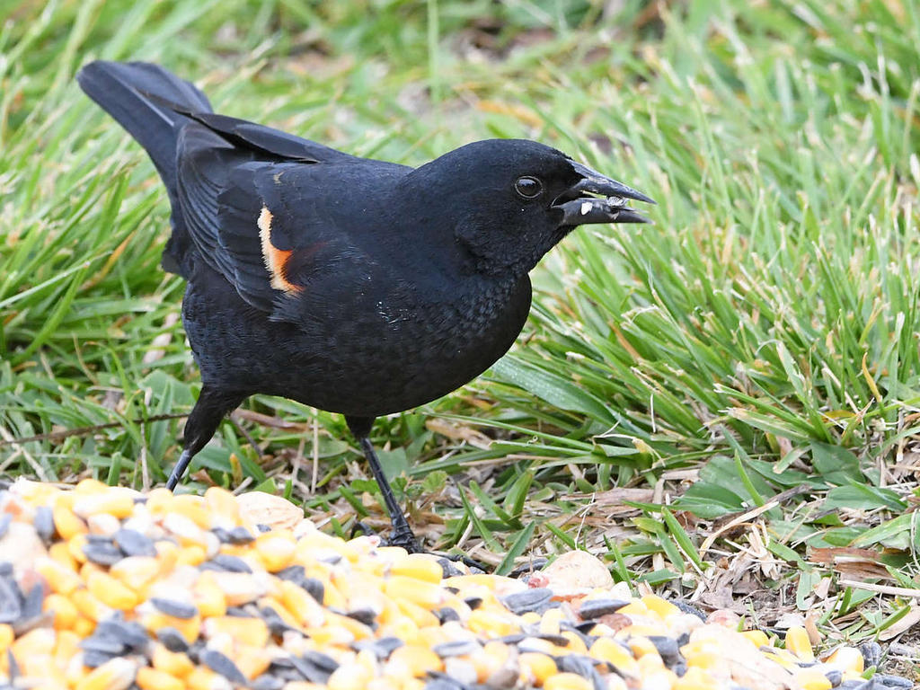 Blackbird4.jpg