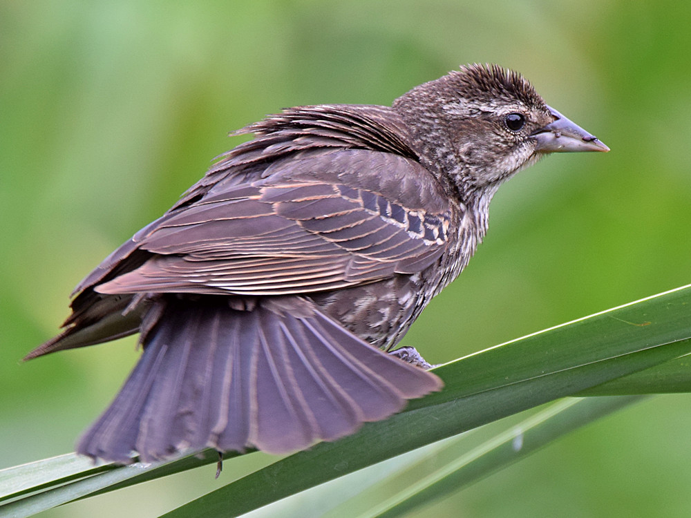 Blackbird5.jpg