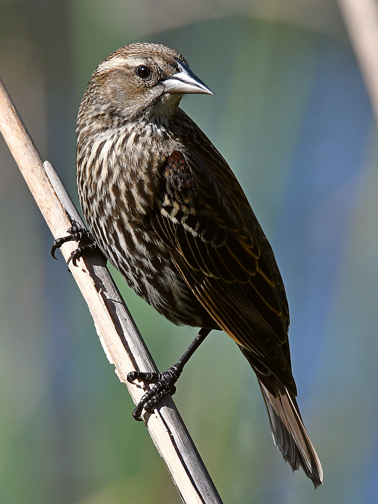 Blackbird5.jpg