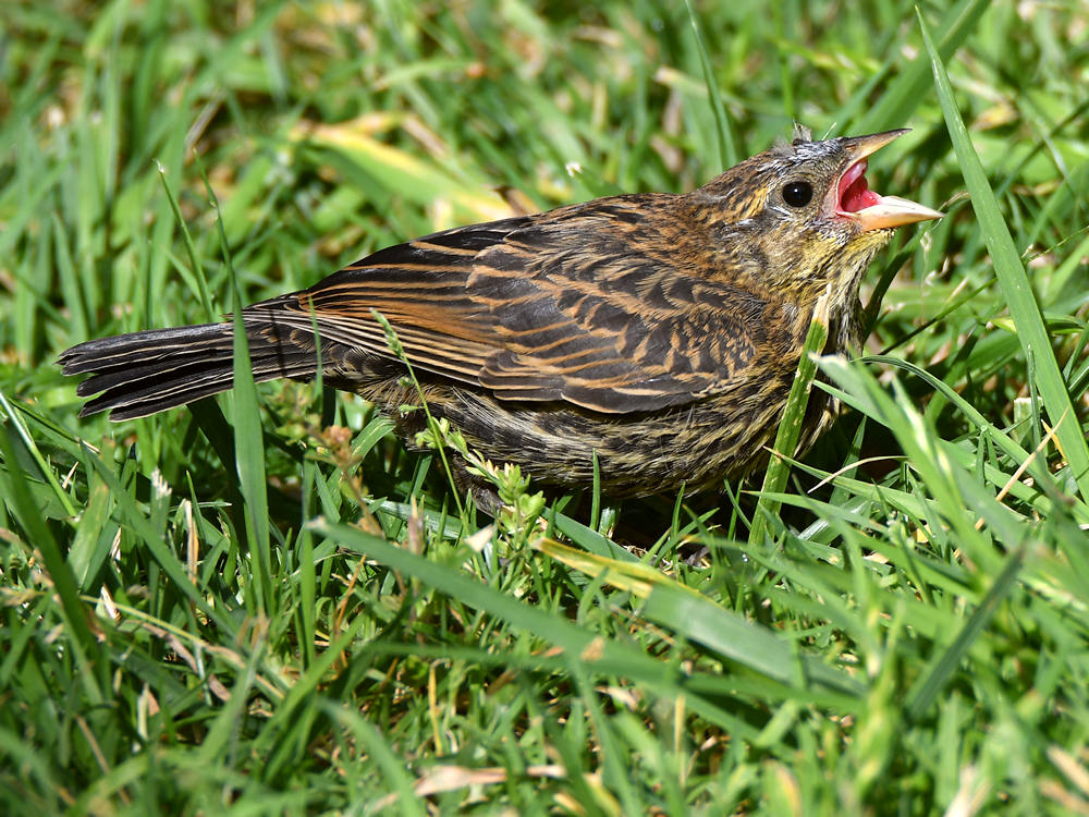 Blackbird5.jpg