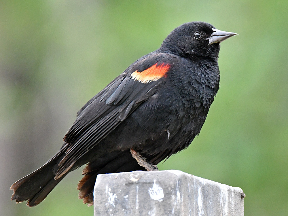 Blackbird5.jpg