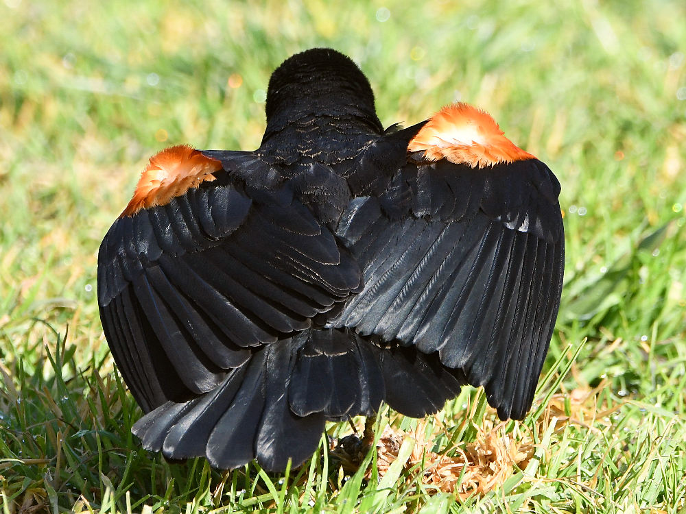 Blackbird5.jpg