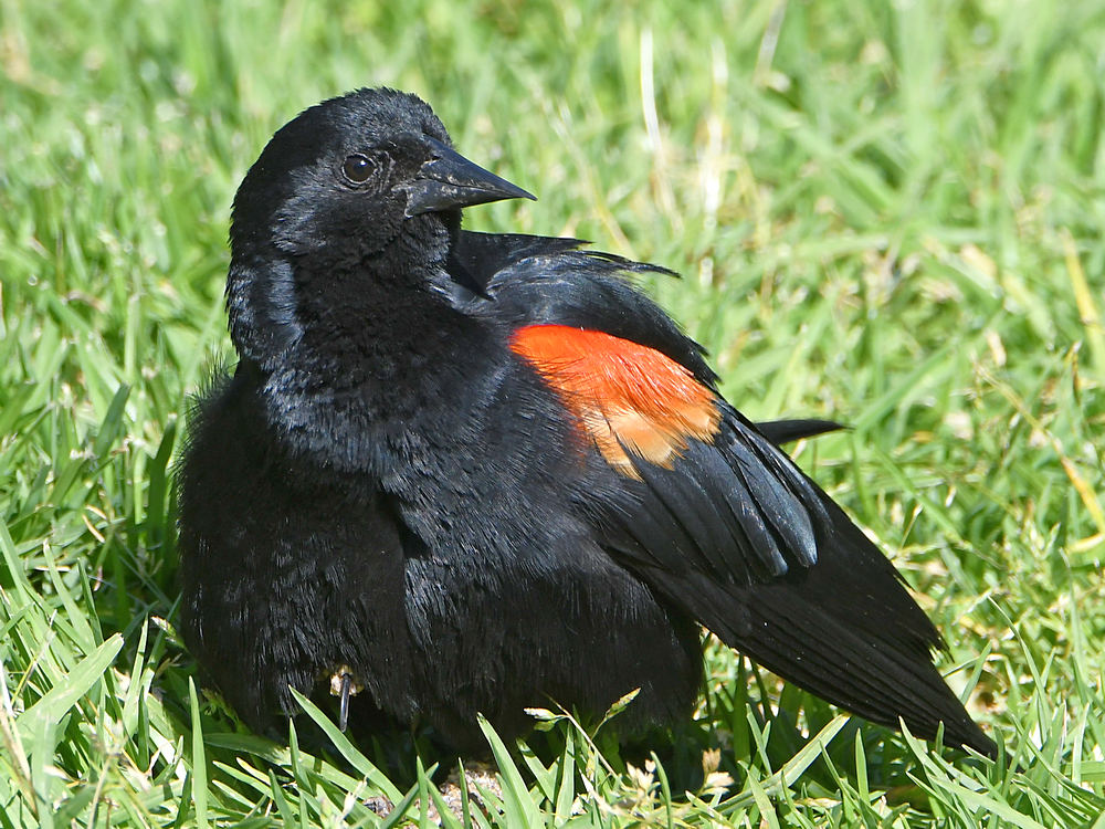 Blackbird5.jpg