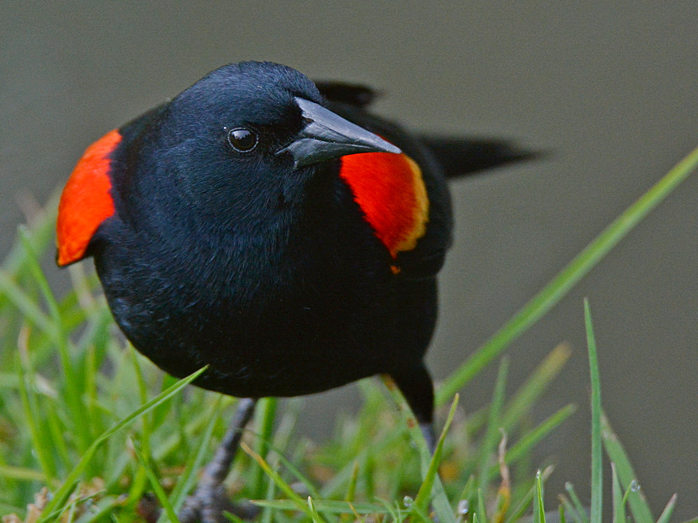 Blackbird6.jpg