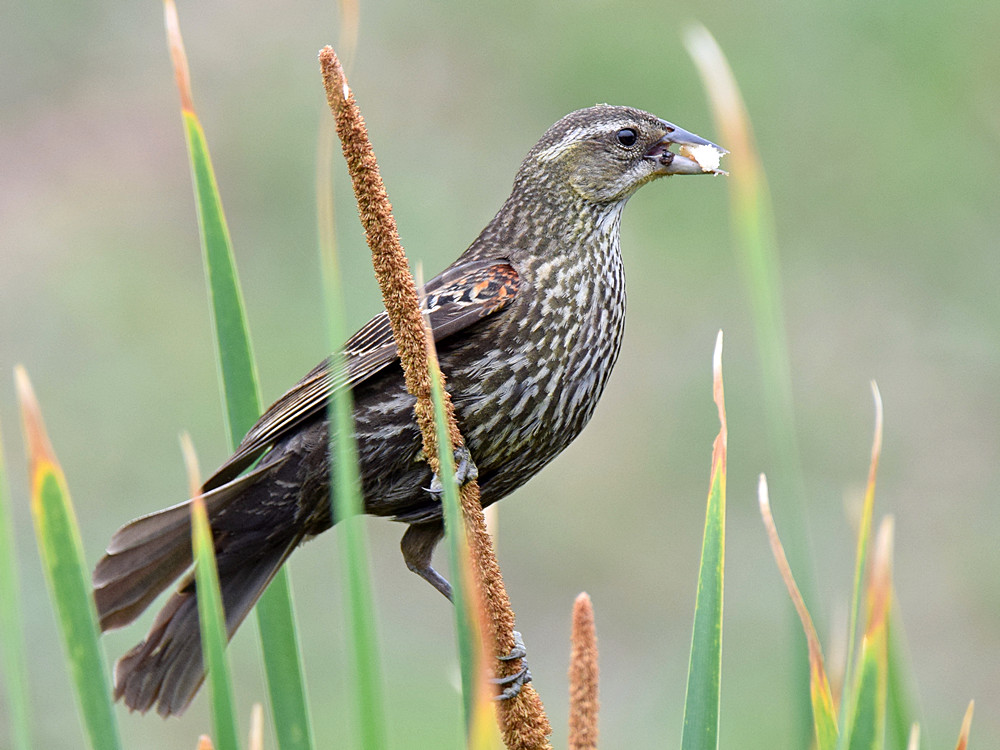 Blackbird6.jpg