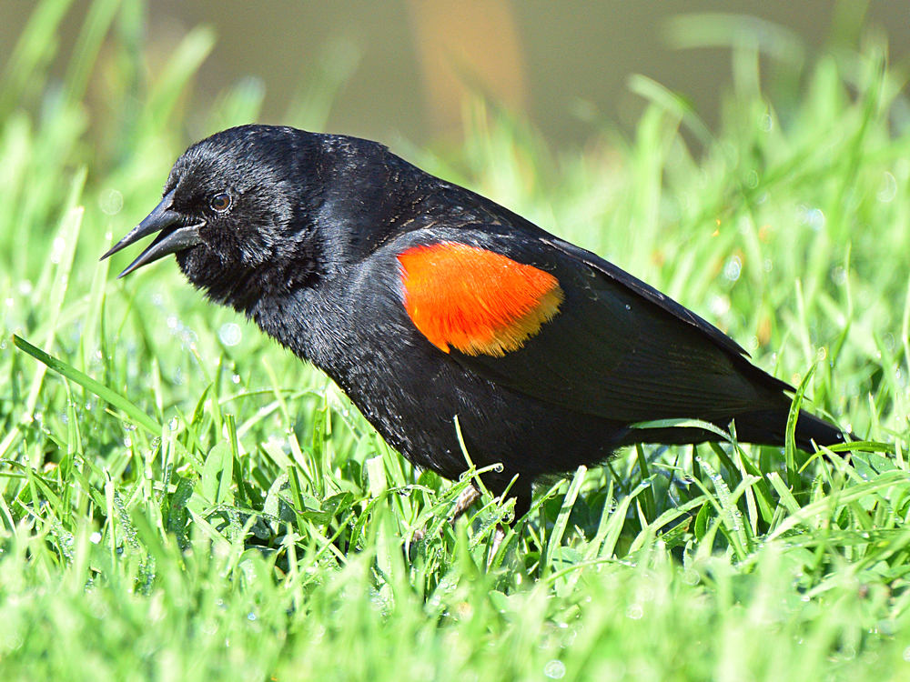 Blackbird6.jpg