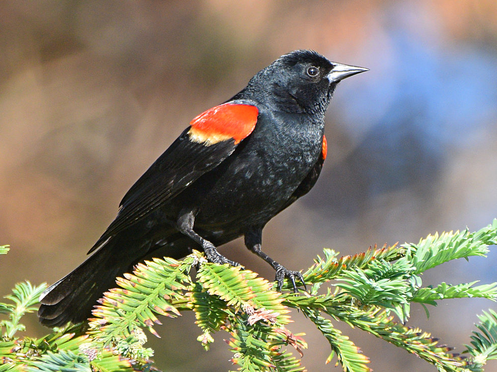 Blackbird6.jpg