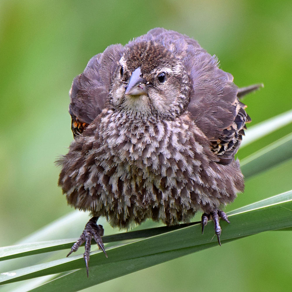 Blackbird6.jpg