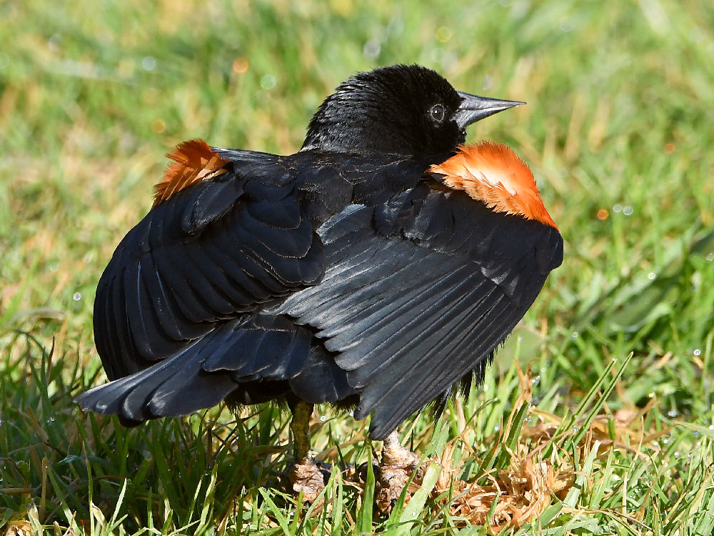 Blackbird6.jpg