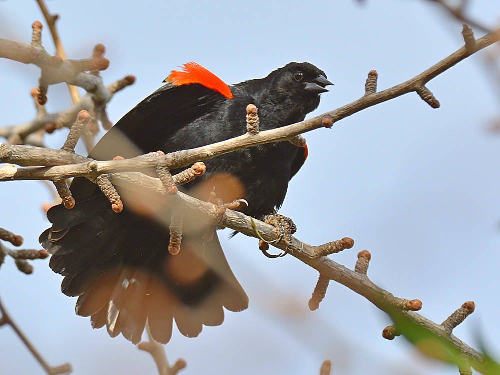Blackbird7.jpg