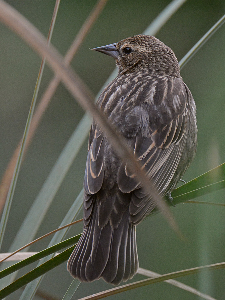 Blackbird7.jpg