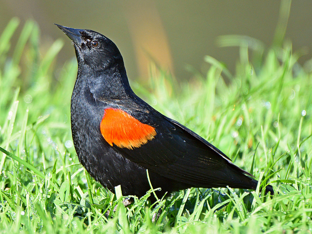 Blackbird7.jpg