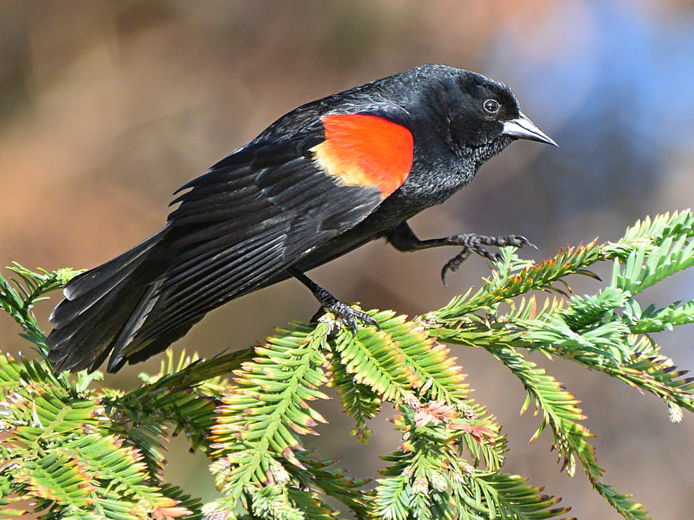 Blackbird7.jpg