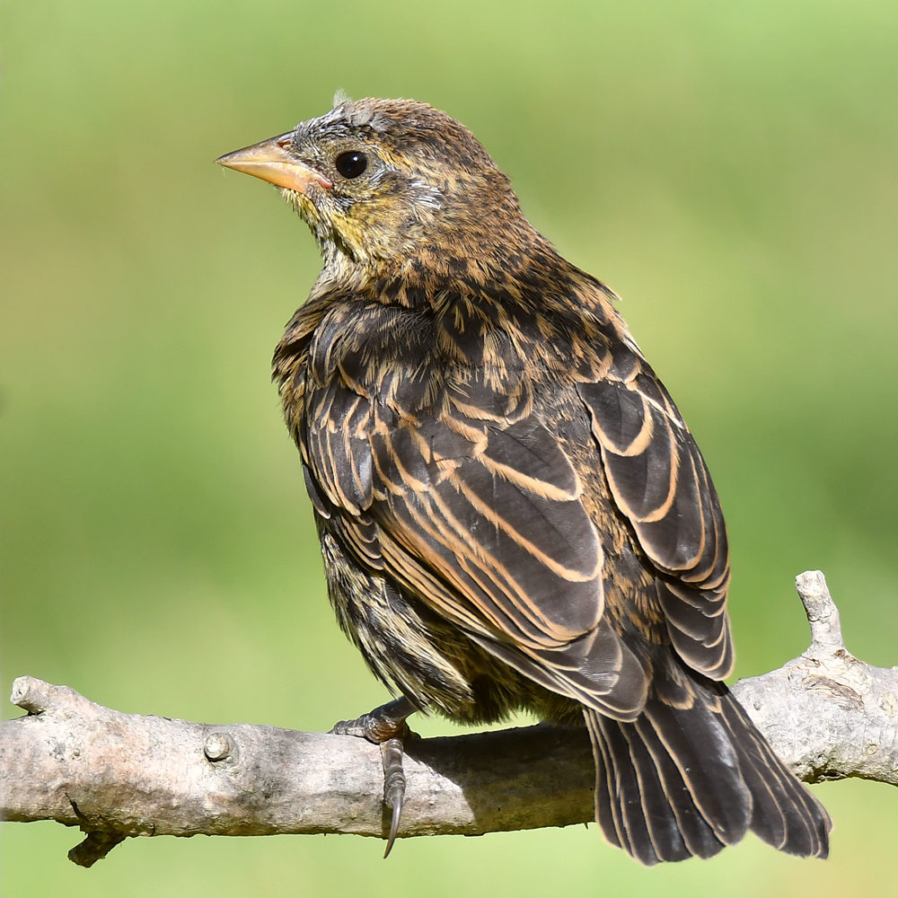 Blackbird7.jpg