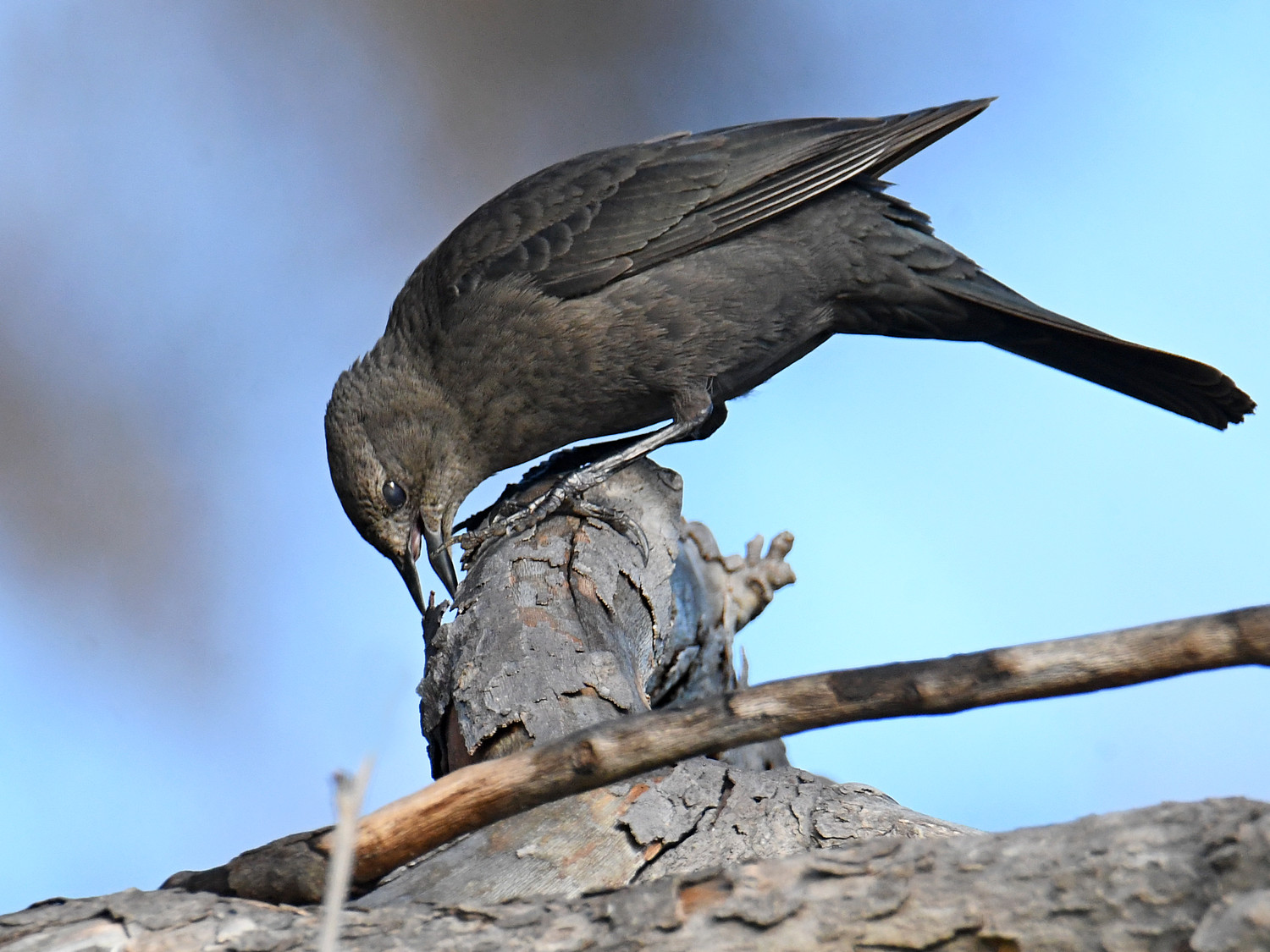 Blackbird7.jpg