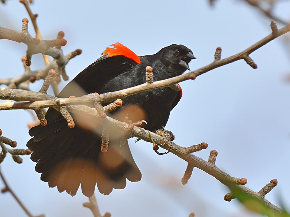 Blackbird8.jpg