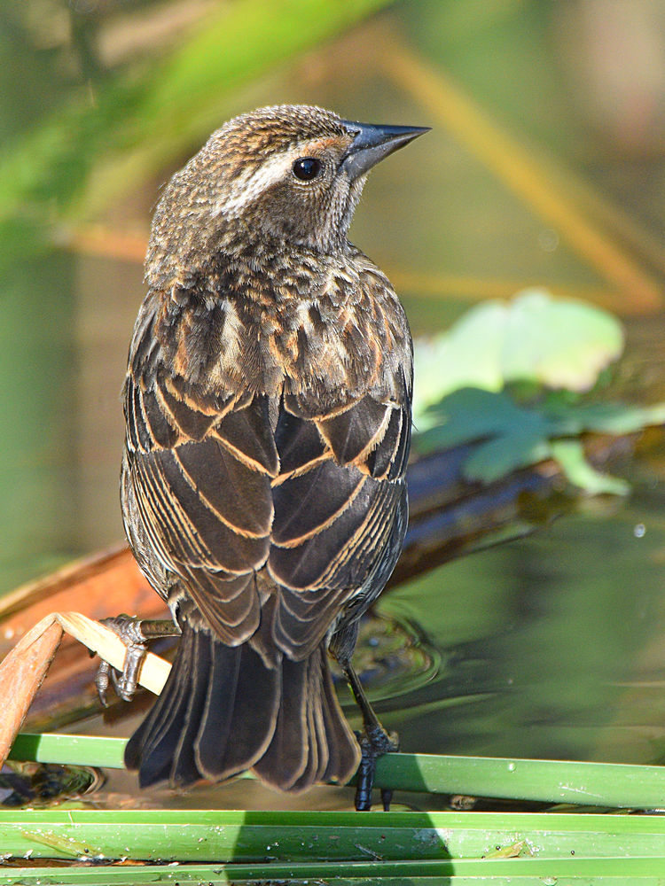 Blackbird8.jpg