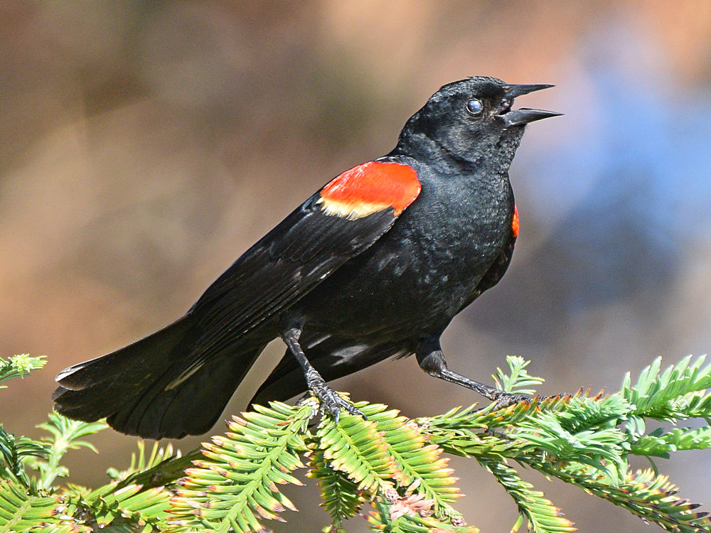 Blackbird8.jpg