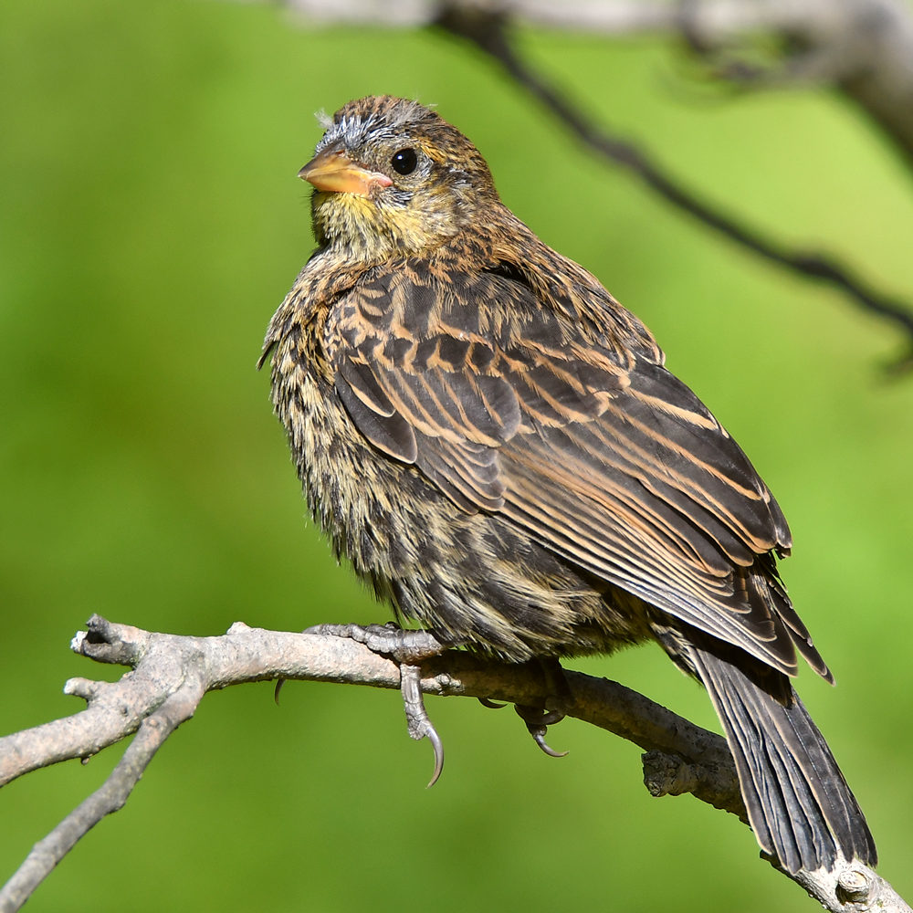 Blackbird8.jpg