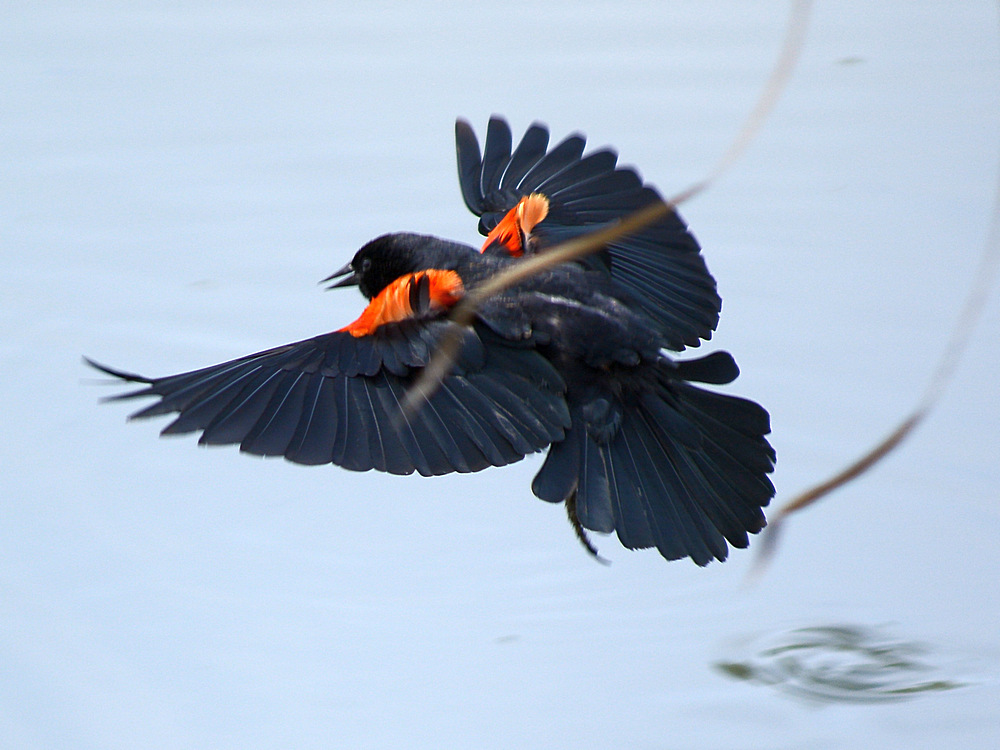 BlackBird8.jpg