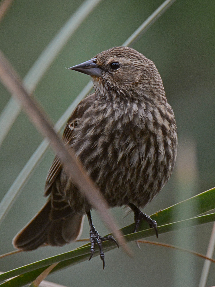 Blackbird9.jpg